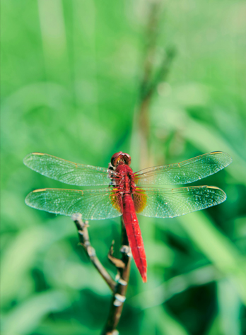 绿色树丛中的红色蜻蜓