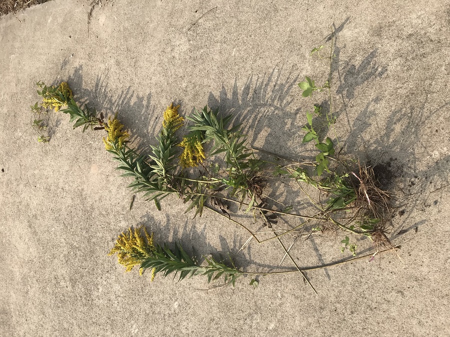 刘茂胜：疑似加拿大一枝黄花入侵江苏多地，建议镇江、常熟、丹阳等地予以重视 1·.jpg