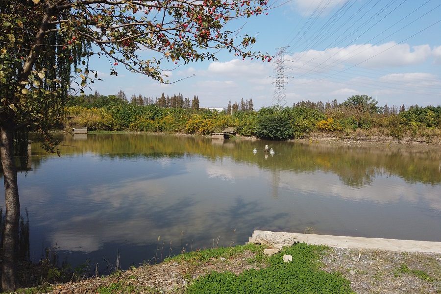 刘茂胜：疑似加拿大一枝黄花入侵江苏多地，建议镇江、常熟、丹阳等地予以重视 13·.jpg