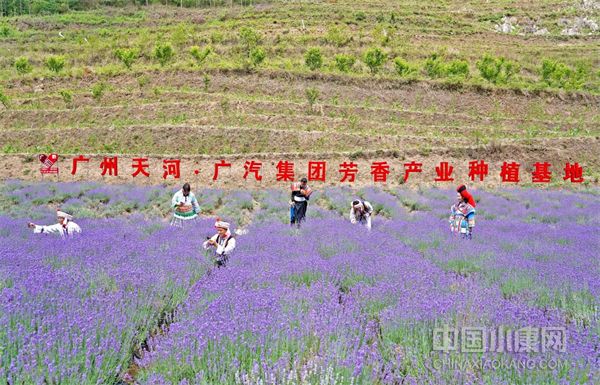 广汽集团聚焦车载芳香产业，以高质量广汽发展助力高质量乡村振兴